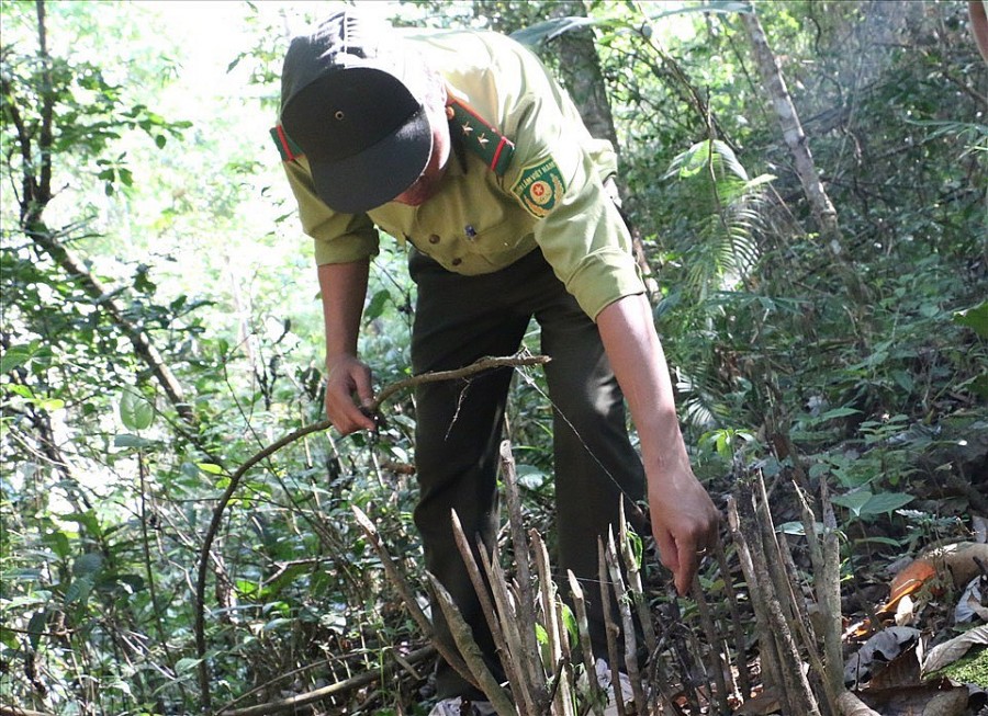 Những sợi dây cáp được sử dụng làm bẫy có thể tóm gọn những con thú to lớn, nặng hàng trăm kg