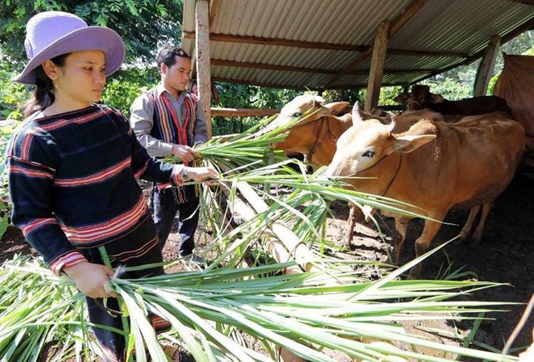 Trụ cột giảm nghèo bền vững ở Gia Lai