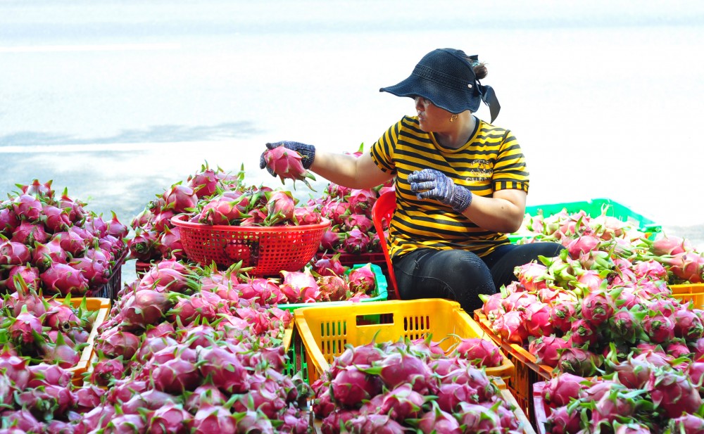 Xuất khẩu sang Trung Quốc: Sẽ kiến nghị các mặt hàng cần hỗ trợ