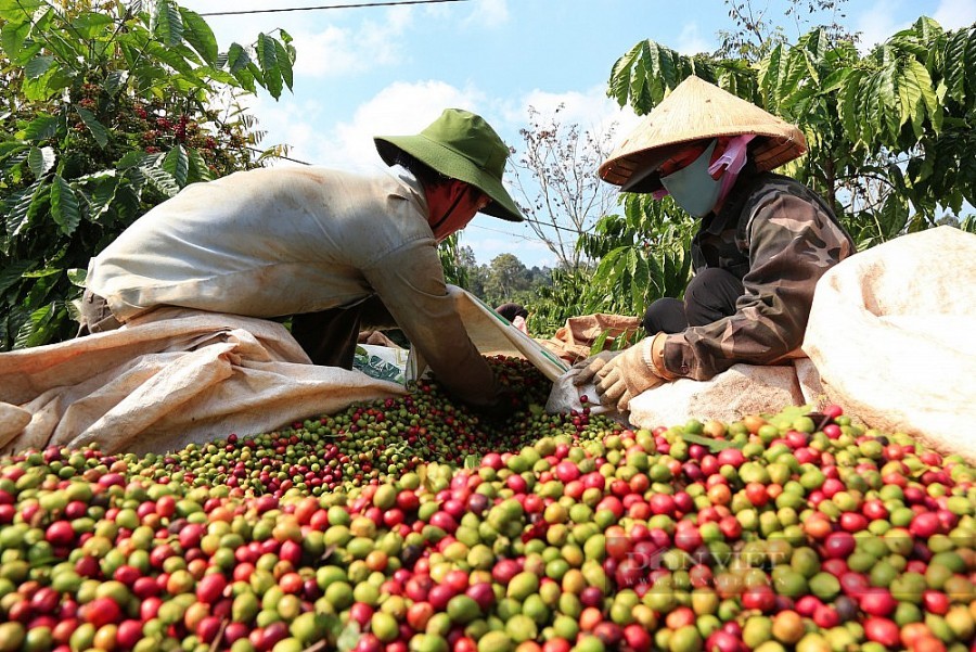 Giá cà phê trong nước trên đà giảm nhẹ nhưng vẫn giữ ở mức giá khá cao