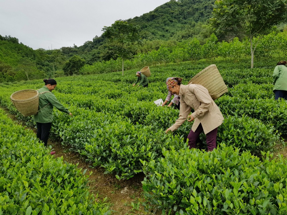 Thúc đẩy phát triển xanh, bền vững vùng trung du và miền núi phía Bắc giai đoạn 2021 – 2025