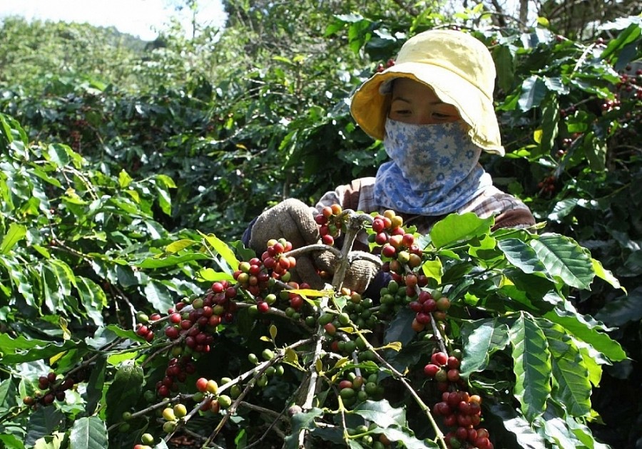 Giá cà phê hôm nay, 25/3: Giá cà phê trong nước tăng nhẹ