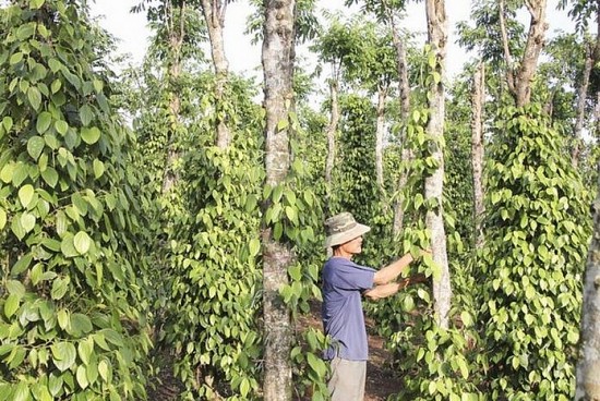 Giá tiêu hôm nay 29/8: Giá đi ngang, thị trường bớt trầm lắng