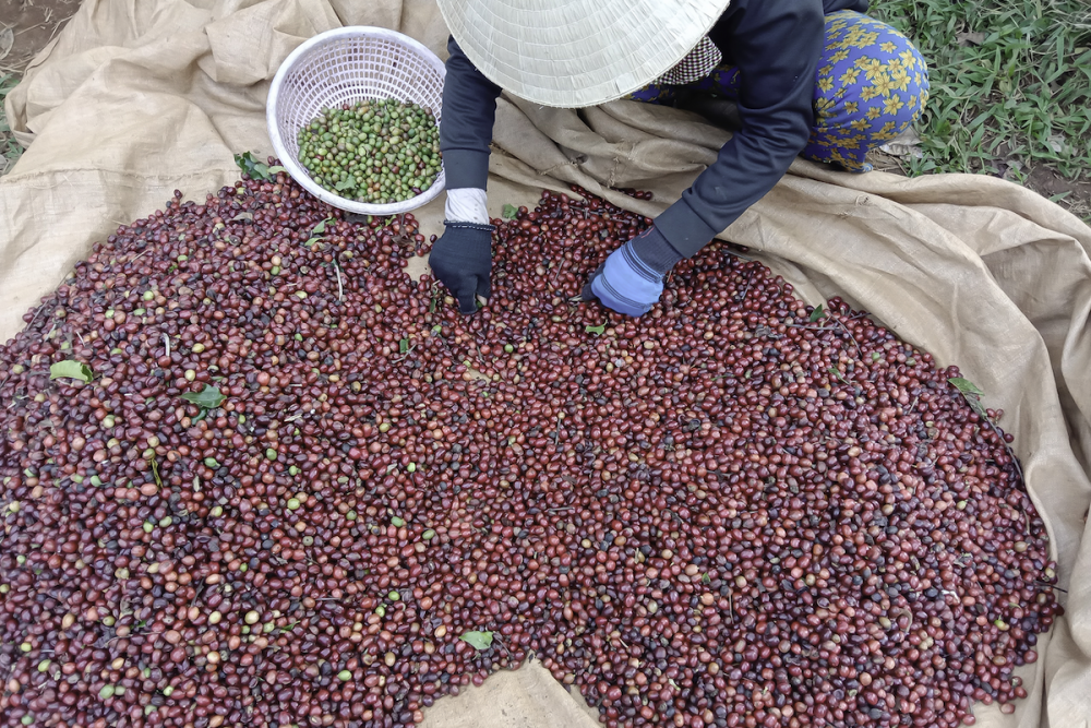 Giá cà phê hôm nay, ngày 29/8: Giá cà phê trong nước tuần này sẽ “đi ngang”?