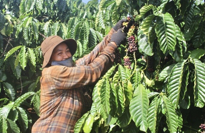 Giá cà phê hôm nay, 16/2: Giá cà phê trong nước tiếp đà tăng