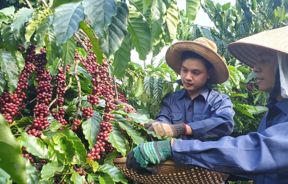 Năng lượng tái tạo là 1 trong 10 thành tựu của Việt Nam khi thực hiện mục tiêu phát triển bền vững