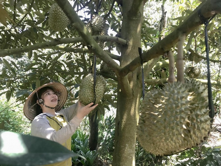 Đăk Lăk: Sẵn sàng xuất khẩu sầu riêng chính ngạch