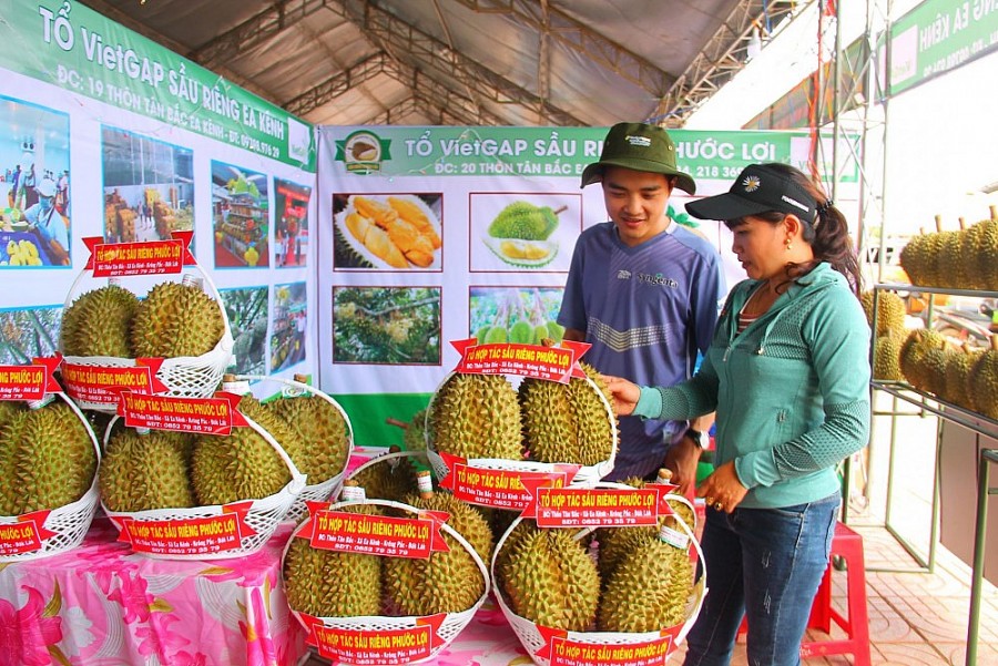 Đăk Lăk: Hỗ trợ người trồng sầu riêng xây dựng vùng sản xuất