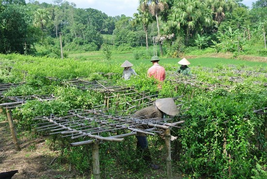 ha giang khat vong tro thanh vung trong diem quoc gia ve duoc lieu