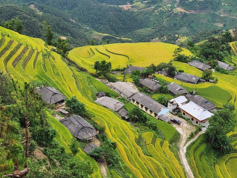 Ruộng bậc thang Hoàng Su Phì đang vào mùa lúa chín