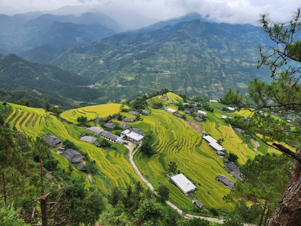 Những ngôi nhà rêu phong xen giữa những ruộng bậc thang vàng óng đã trở thành nét đẹp đặc sắc của Hoàng Su Phì