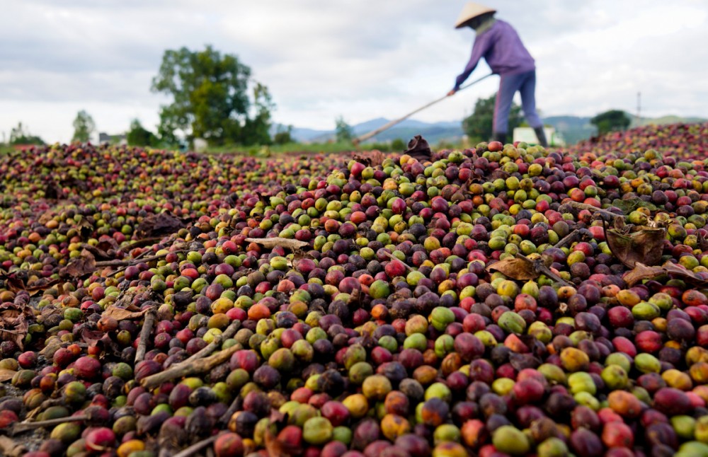 Giá cà phê hôm nay 23/9: Giá cà phê trong nước giảm 200 đồng/kg