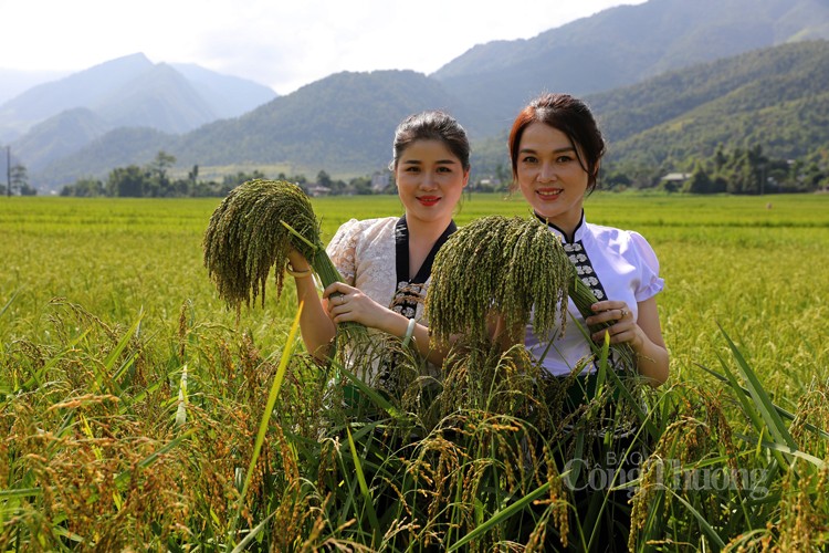 Cuối tuần xem Xòe Thái, đừng bỏ lỡ đặc sản Yên Bái