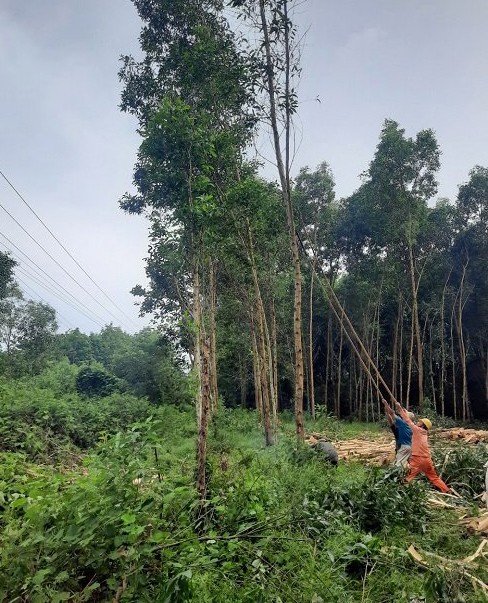 Ngành điện Thừa Thiên Huế hỗ trợ người dân khai thác keo tràm, ứng phó bão Noru