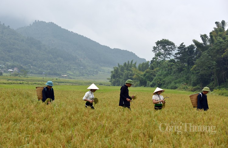 Lễ hội cốm Tú Lệ có gì đặc sắc?