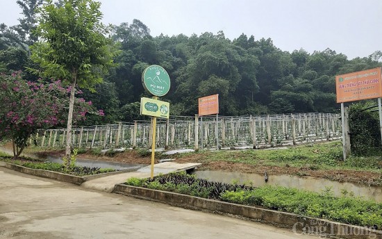 bai 1 hang nghin cay duoc lieu duoc bao ton va tao sinh ke ben vung cho ba con mien nui