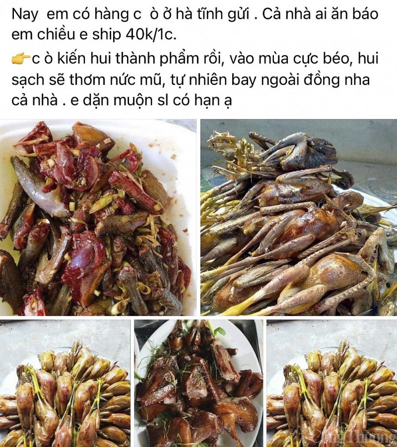 Phá hủy hàng nghìn cạm bẫy, giải cứu chim trời thoát nạn tận diệt