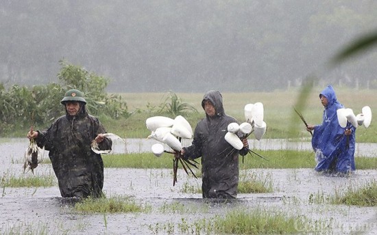 Phá hủy hàng nghìn cạm bẫy, giải cứu chim trời thoát nạn tận diệt