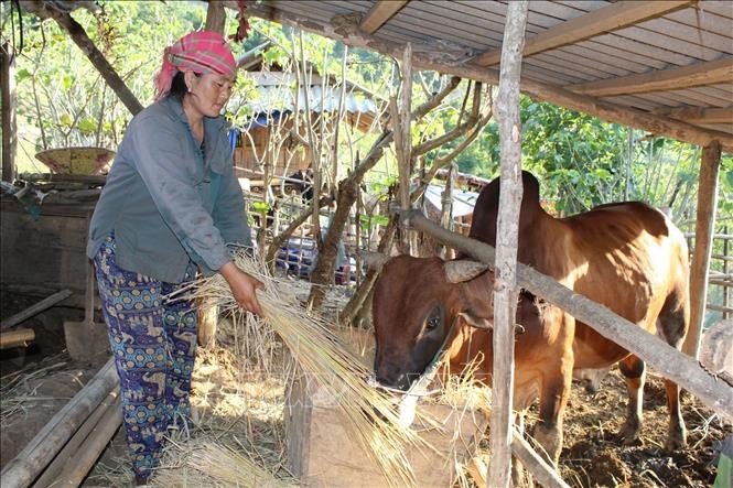 Thanh Hoá: Đẩy mạnh sản xuất, xóa đói, giảm nghèo cho đồng bào dân tộc thiểu số