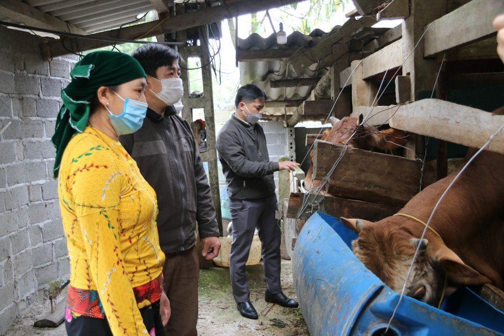 Nhờ sự vào cuộc của nguồn vốn tín dụng chính sách, nhiều hộ đồng bào dân tộc thiểu số đã mạnh dạn phát triển chăn nuôi, trồng trọt