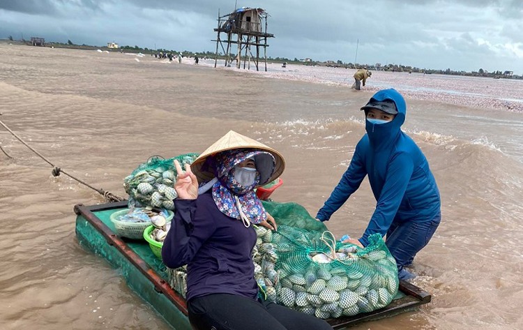 Nam Định: Hàng trăm tấn ngao giấy tím dạt bờ biển, người dân tranh thủ đi “vớt lộc trời”