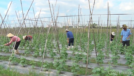 Kinh tế tập thể giúp huyện nông thôn TP. Hồ Chí Minh “thay da đổi thịt”