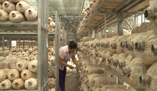 lo trinh giam ngheo ben vung cua tp ho chi minh den nam 2025