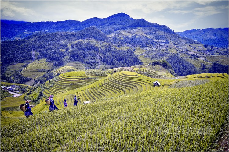 Khám phá, trải nghiệm mùa vàng ruộng bậc thang Mù Cang Chải Khám phá, trải nghiệm mùa vàng ruộng bậc thang Mù Cang Chải