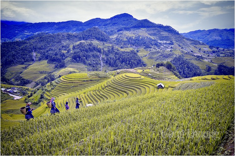 Khám phá, trải nghiệm mùa vàng ruộng bậc thang Mù Cang Chải