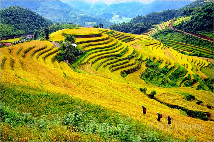 Khám phá, trải nghiệm mùa vàng ruộng bậc thang Mù Cang Chải