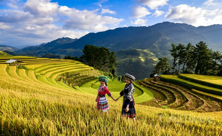 Khám phá, trải nghiệm mùa vàng ruộng bậc thang Mù Cang Chải Khám phá, trải nghiệm mùa vàng ruộng bậc thang Mù Cang Chải
