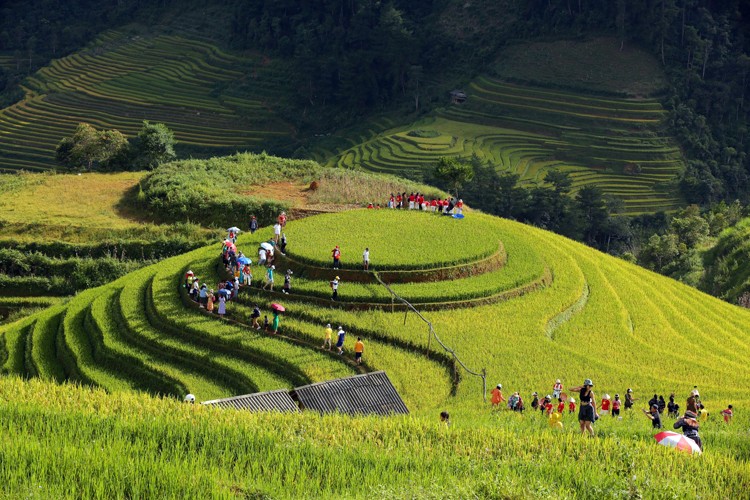 Khám phá, trải nghiệm mùa vàng ruộng bậc thang Mù Cang Chải