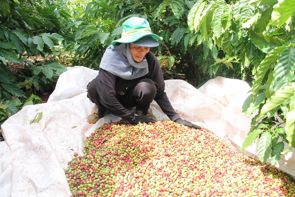 Giá cà phê hôm nay 5/10: Giá cà phê trong nước dao động ở mức 46.500 - 46.900 đồng/kg