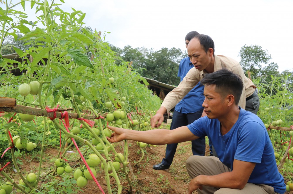 Ứng dụng khoa học công nghệ trong lựa chọn giống và áp dụng quy trình sản xuất tiến bộ giúp người dân tăng cao thu nhập từ sản xuất nông nghiệp