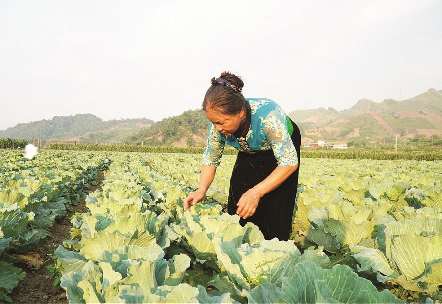 Bộ Công Thương: Đẩy mạnh kết nối cung cầu nông sản miền núi