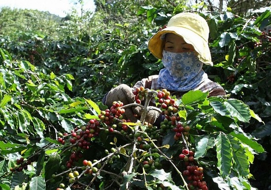 Giá cà phê hôm nay, ngày 15/6: Giá cà phê trong nước duy trì ở mức cao