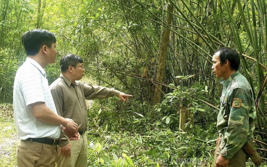 cay lung xoa doi giam ngheo o huyen mien nui nghe an