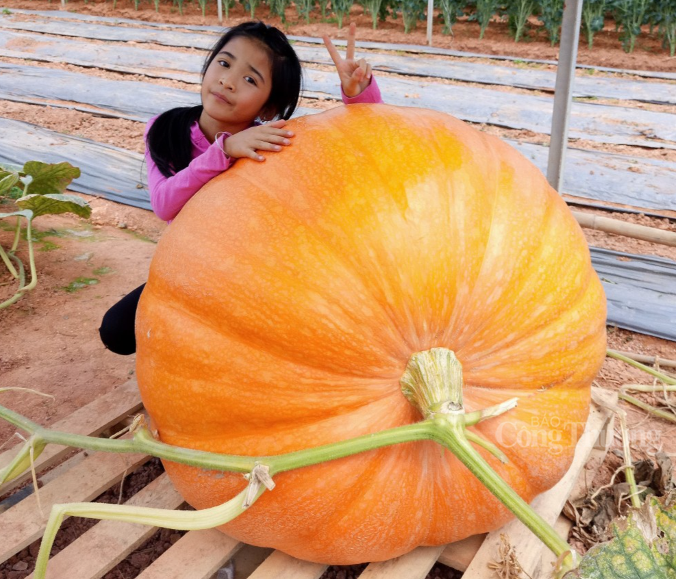 Bí ngô khổng lồ cháy hàng trước thềm Halloween