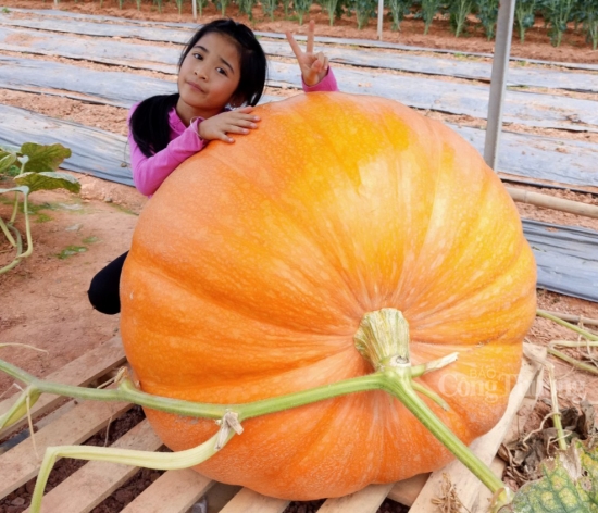 Bí ngô khổng lồ hút khách trước thềm Halloween