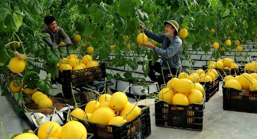 Thanh Hóa: Sản phẩm OCOP giúp người dân phát triển kinh tế, nâng cao thu nhập