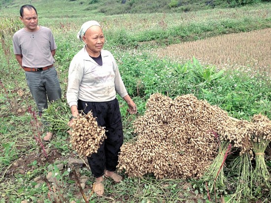 Tỉnh Cao Bằng: Xây dựng chuỗi liên kết sản xuất, chế biến, tiêu thụ lạc vùng cao