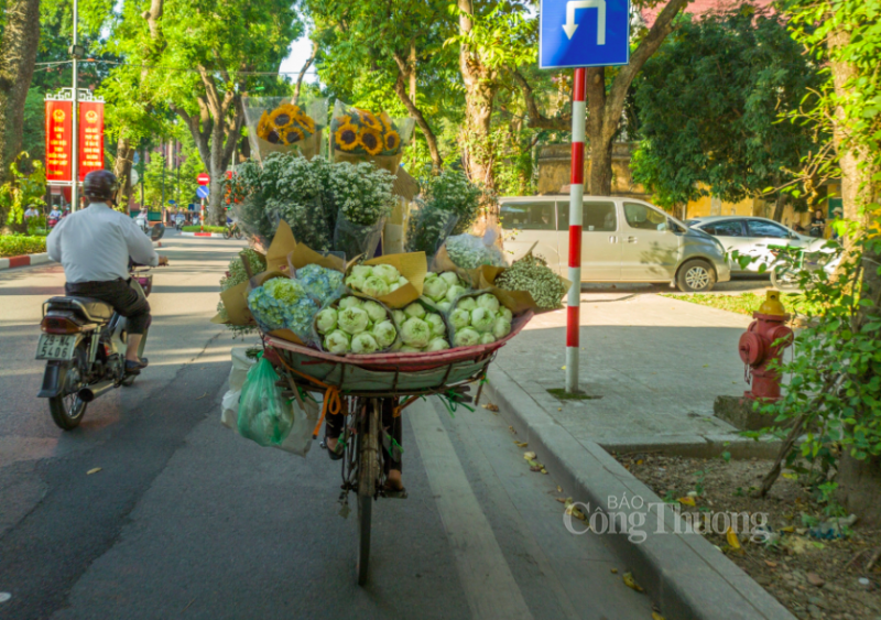 Cúc họa mi, thuần khiết trong tiết trời Hà Nội chớm đông Cúc họa mi, thuần khiết trong tiết trời Hà Nội chớm đông