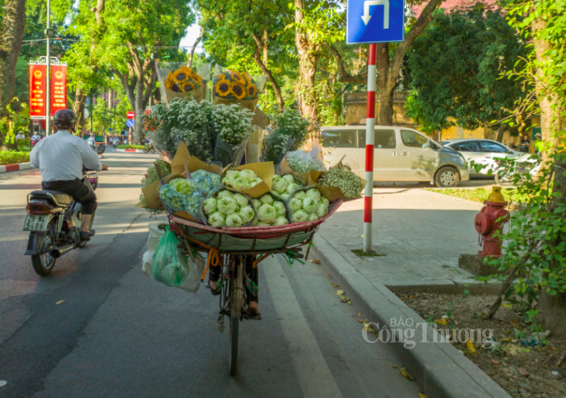 Cúc họa mi, thuần khiết trong tiết trời Hà Nội chớm đông