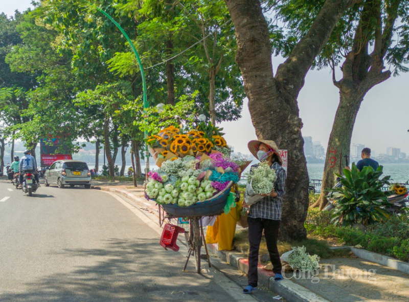 Cúc họa mi, thuần khiết trong tiết trời Hà Nội chớm đông Cúc họa mi, thuần khiết trong tiết trời Hà Nội chớm đông