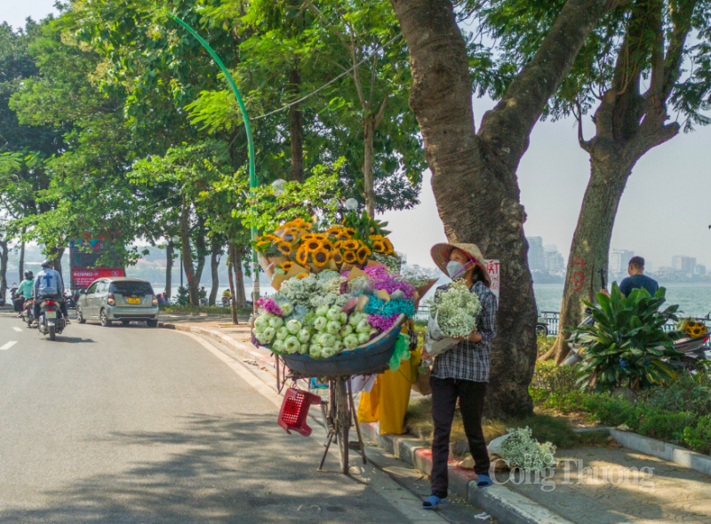 Cúc họa mi, thuần khiết trong tiết trời Hà Nội chớm đông