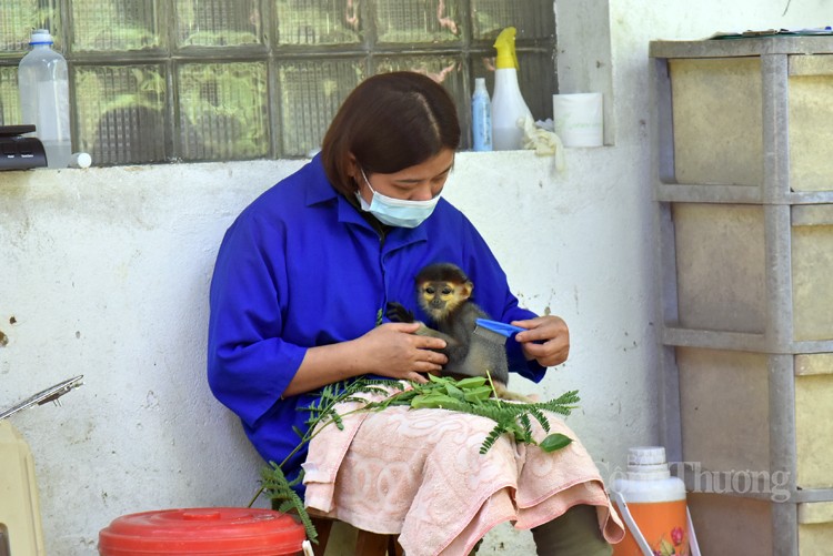 Vườn Quốc gia Cúc Phương tái thả hàng nghìn động vật hoang dã, quý hiếm Vườn Quốc gia Cúc Phương tái thả hàng nghìn động vật hoang dã, quý hiếm