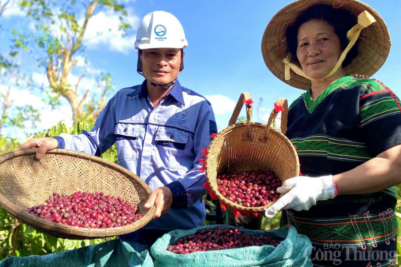 Giá cà phê hôm nay 7/11: Giá cà phê trong nước vượt mốc 41.000 đồng/kg