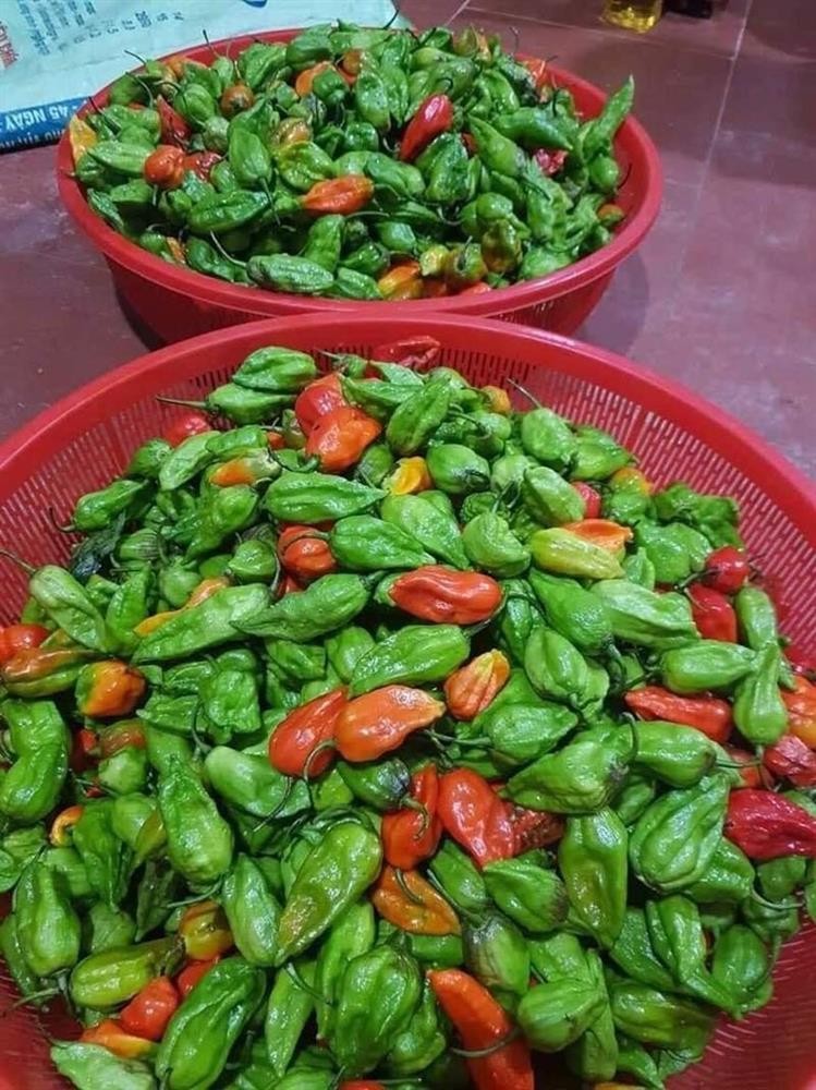 Ớt trung đoàn - đặc sản của đồng bào dân tộc Hà Nhì