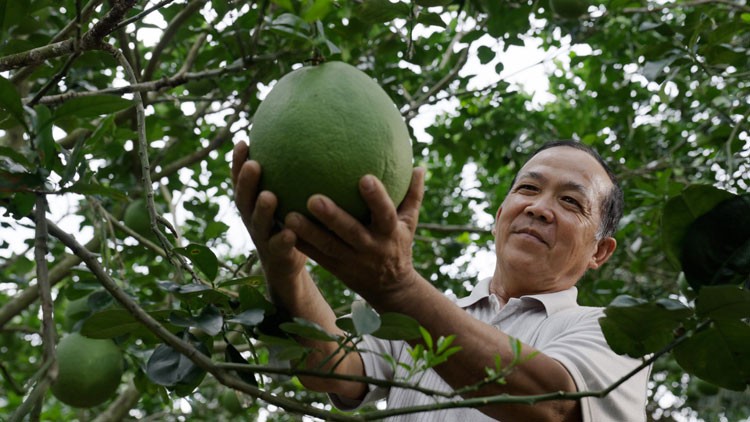 Có Phân bón Cà Mau đồng hành, chẳng lo canh tác khó