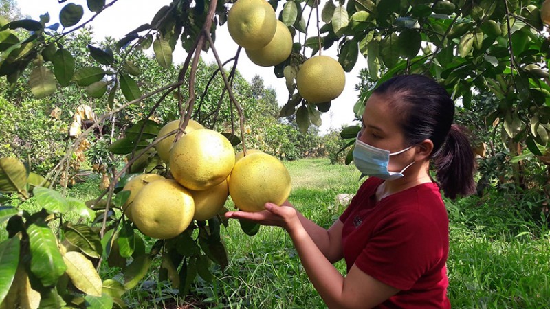 Tỉnh Hà Tĩnh: Lan toả hơn nữa thương hiệu bưởi Phúc Trạch